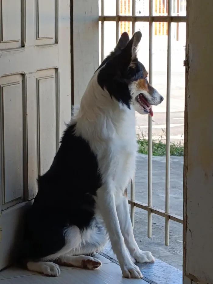 Cachorro raça SRD-ViraLata idade 7 a 11 meses nome Safira