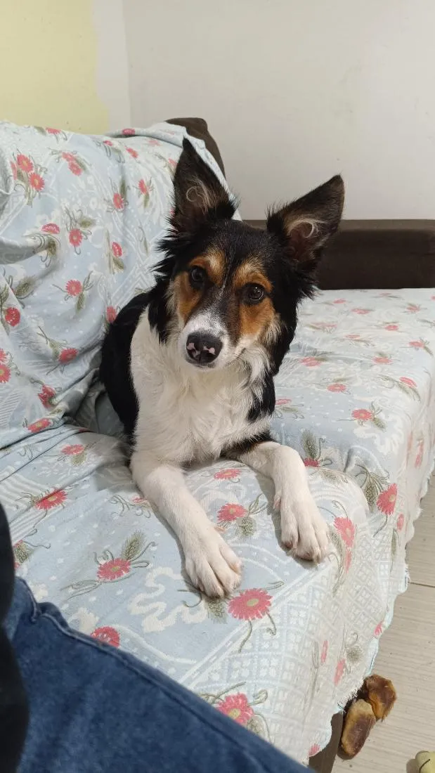 Cachorro raça SRD-ViraLata idade 7 a 11 meses nome Safira