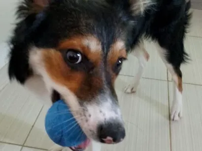 Cachorro raça SRD-ViraLata idade 7 a 11 meses nome Safira