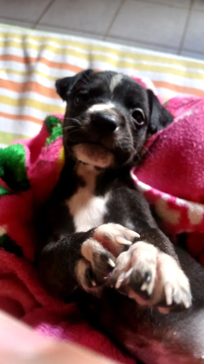 Cachorro raça SRD-ViraLata idade Abaixo de 2 meses nome não tem nome