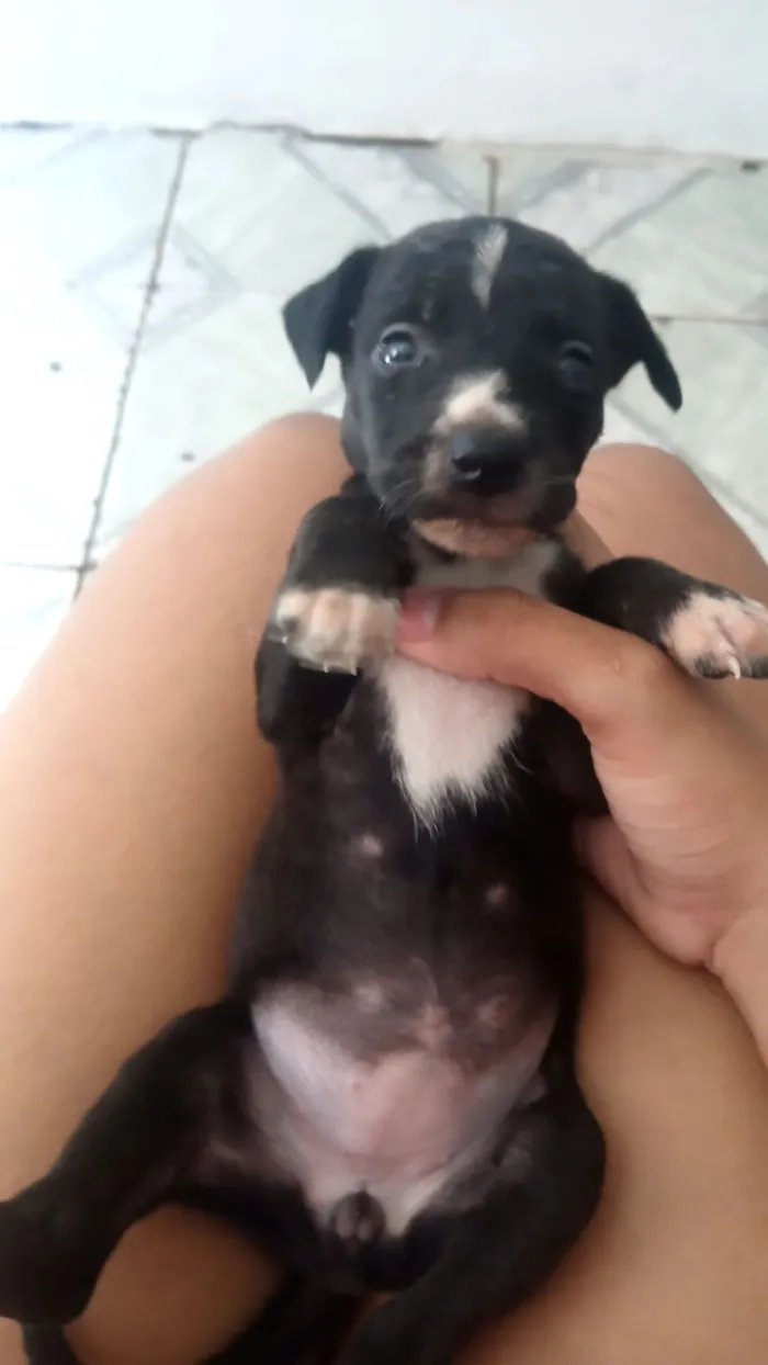 Cachorro raça SRD-ViraLata idade Abaixo de 2 meses nome não tem nome