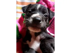 Cachorro raça SRD-ViraLata idade Abaixo de 2 meses nome não tem nome
