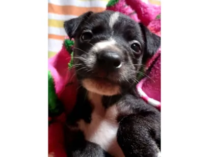 Cachorro raça SRD-ViraLata idade Abaixo de 2 meses nome não tem nome