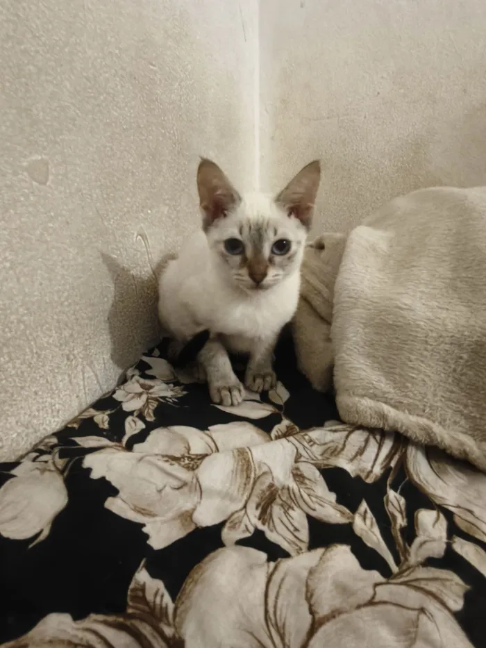 Gato raça SRD-ViraLata idade 2 a 6 meses nome Marie