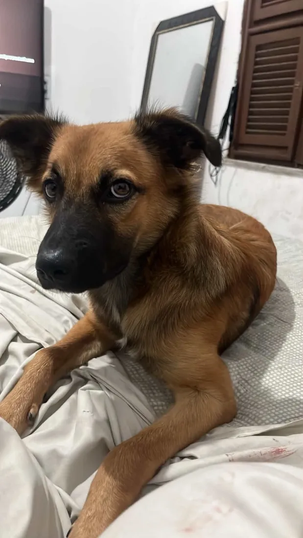 Cachorro raça SRD-ViraLata idade 1 ano nome Manu