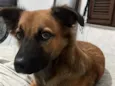 Manu