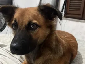 Cachorro raça SRD-ViraLata idade 1 ano nome Manu