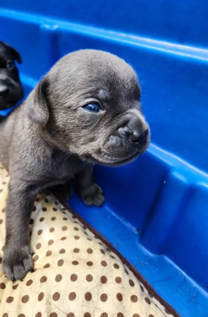 Cachorro raça SRD-ViraLata idade Abaixo de 2 meses nome Thor