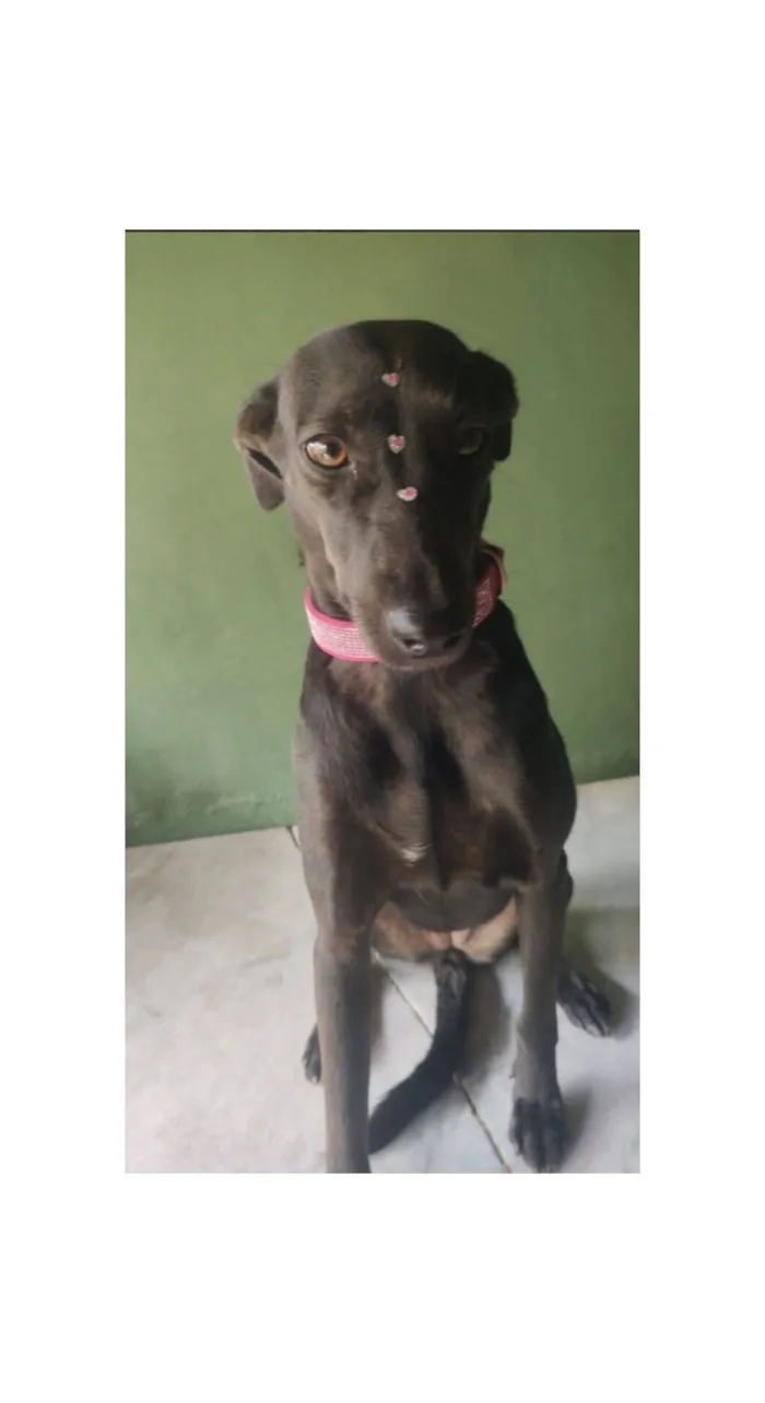 Cachorro raça SRD-ViraLata idade 4 anos nome Zara 