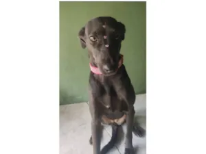 Cachorro raça SRD-ViraLata idade 4 anos nome Zara 