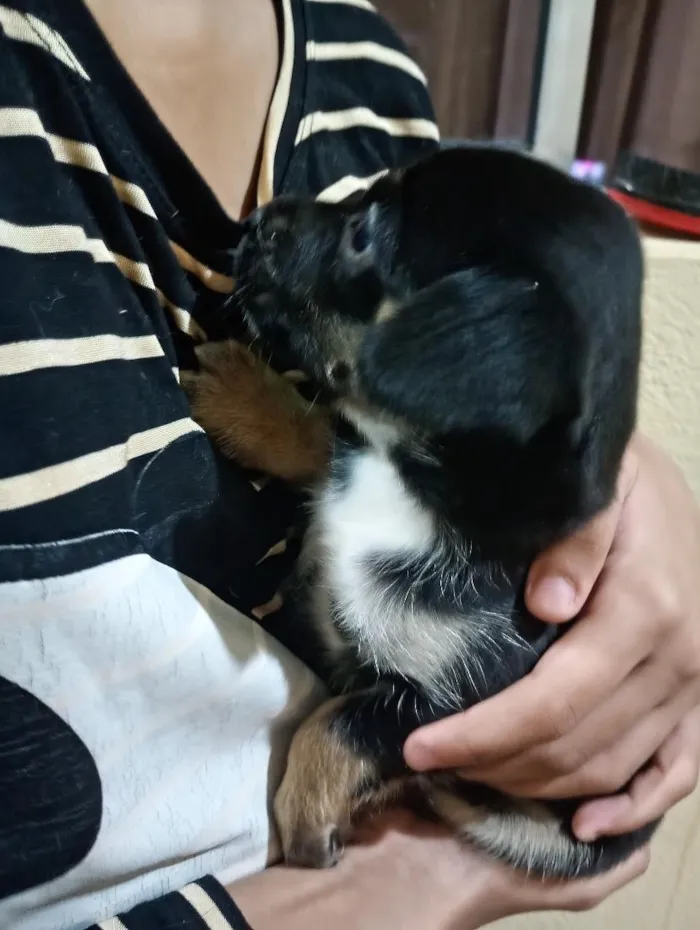Cachorro raça SRD-ViraLata idade Abaixo de 2 meses nome sem nome 