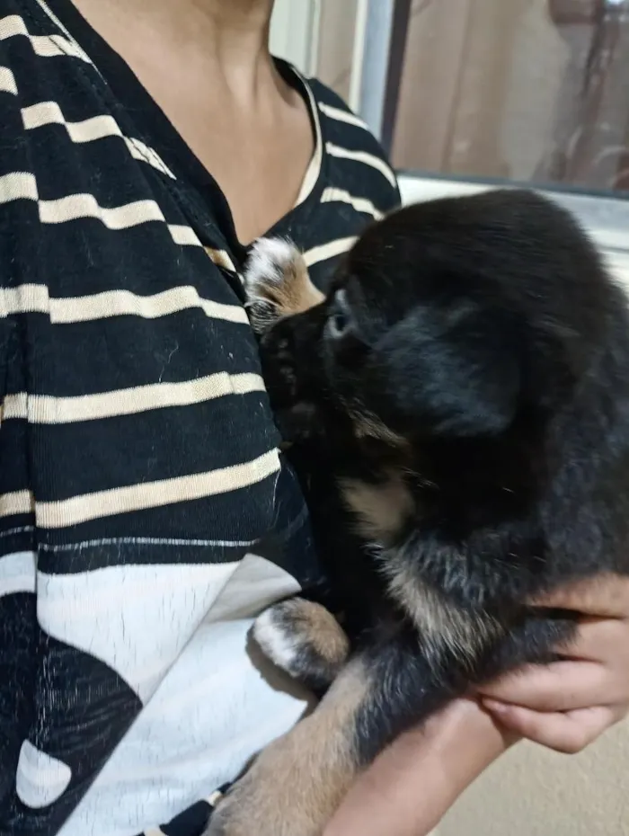 Cachorro raça SRD-ViraLata idade Abaixo de 2 meses nome sem nome 