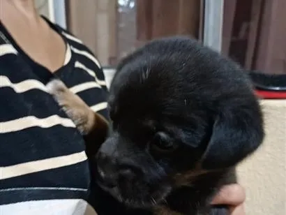Cachorro raça SRD-ViraLata idade Abaixo de 2 meses nome sem nome 