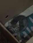 não tem 