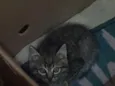 não tem 
