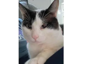 Gato raça SRD-ViraLata idade 7 a 11 meses nome Cloe