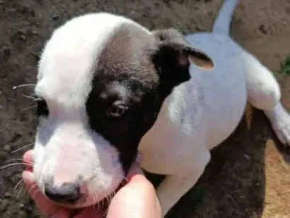 Cachorro raça SRD-ViraLata idade 2 a 6 meses nome sem nome