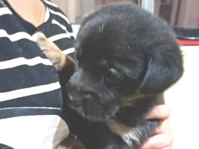 Cachorro raça SRD-ViraLata idade Abaixo de 2 meses nome sem nome 