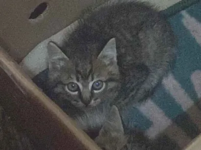 Gato raça  idade 2 a 6 meses nome não tem 