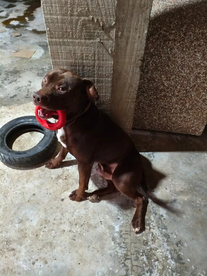 Cachorro raça Pit-Bull idade 3 anos nome Thor
