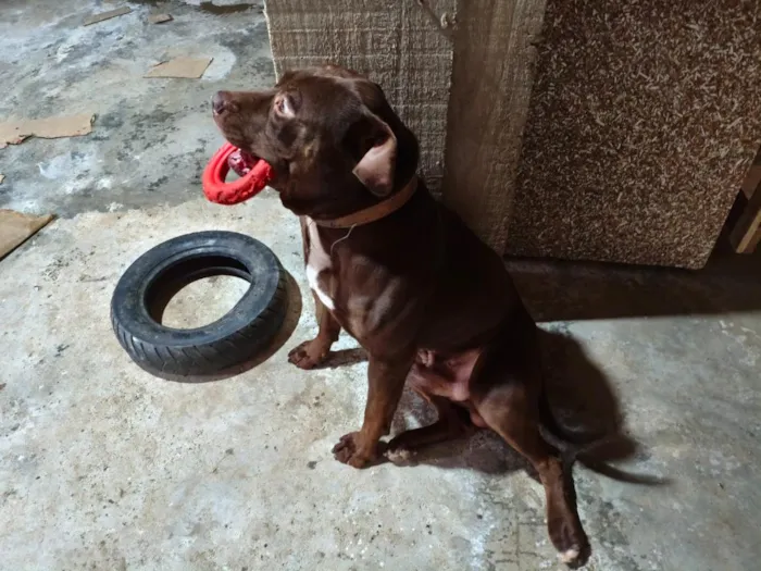 Cachorro raça Pit-Bull idade 3 anos nome Thor