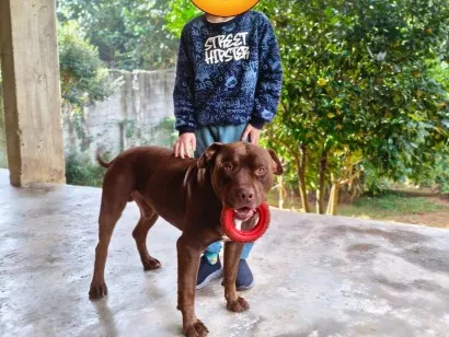 Cachorro raça Pit-Bull idade 3 anos nome Thor