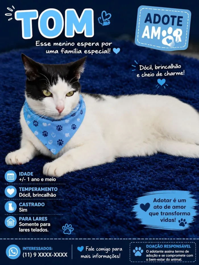 Gato raça SRD-ViraLata idade 1 ano nome Tom