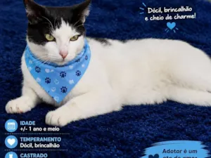 Gato raça SRD-ViraLata idade 1 ano nome Tom