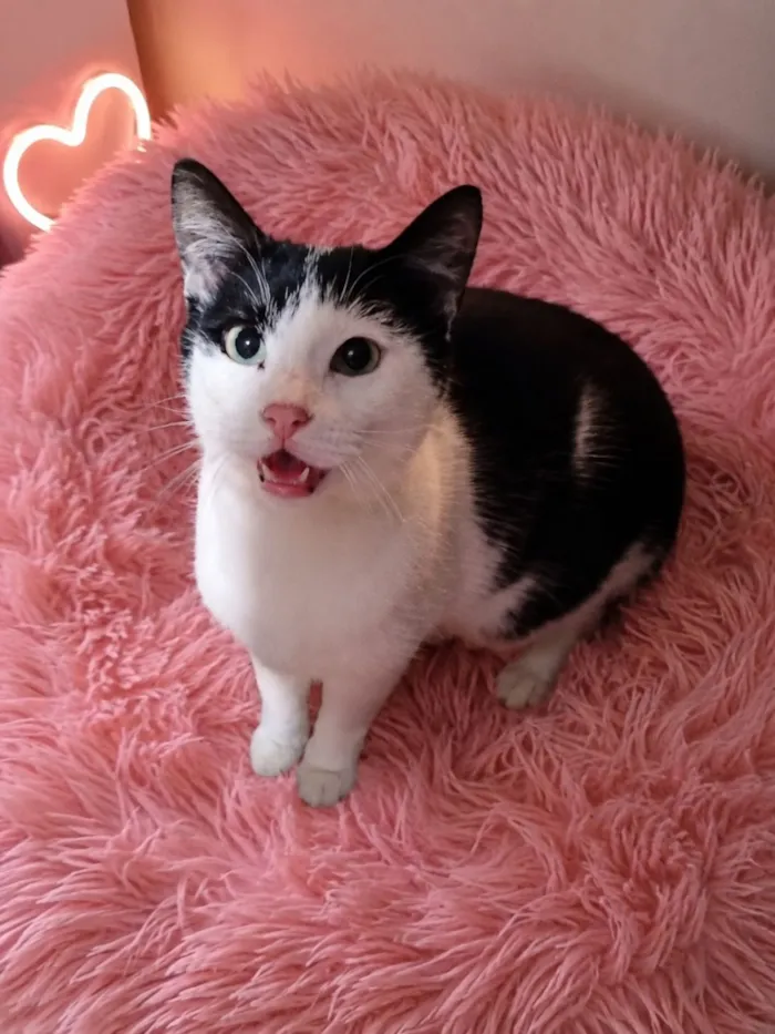 Gato raça SRD-ViraLata idade 2 anos nome Sansa 