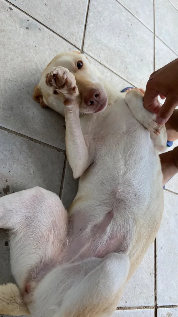 Cachorro raça SRD-ViraLata idade 2 anos nome Sandy