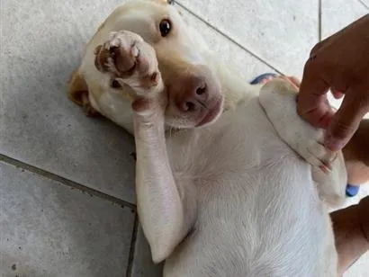 Cachorro raça SRD-ViraLata idade 2 anos nome Sandy
