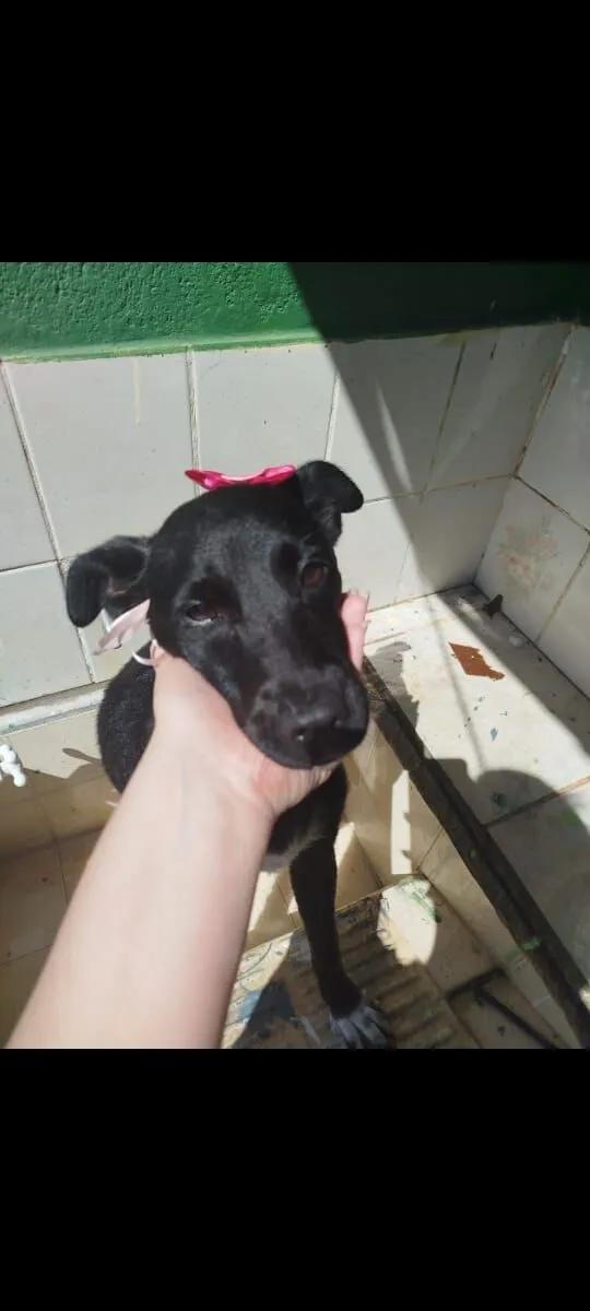 Cachorro raça SRD-ViraLata idade 2 anos nome Maitê