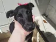 Maitê