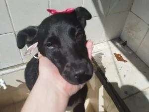 Cachorro raça SRD-ViraLata idade 2 anos nome Maitê