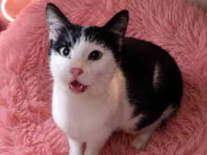 Gato raça SRD-ViraLata idade 2 anos nome Sansa 