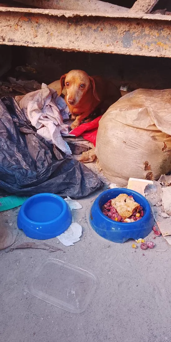 Cachorro raça SRD-ViraLata idade Abaixo de 2 meses nome Salsicha