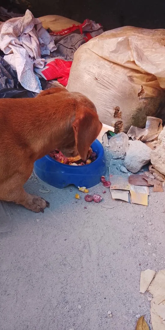 Cachorro raça SRD-ViraLata idade Abaixo de 2 meses nome Salsicha