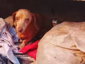 Cachorro raça SRD-ViraLata idade Abaixo de 2 meses nome Salsicha