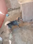 milu