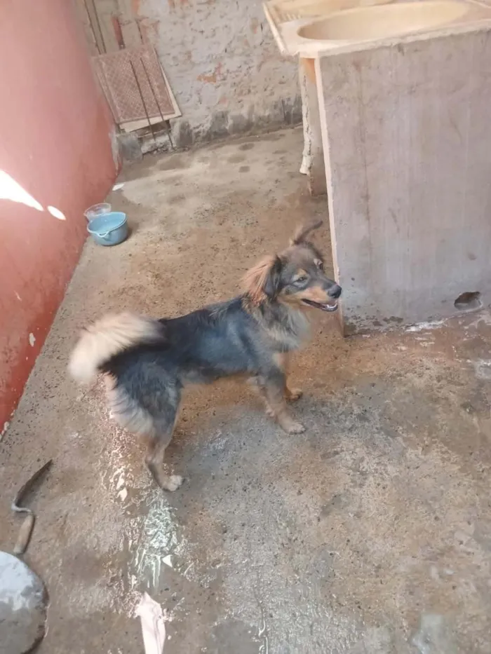 Cachorro raça SRD-ViraLata idade 7 a 11 meses nome milu