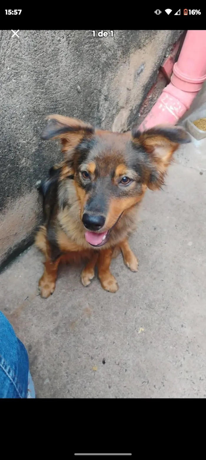 Cachorro raça SRD-ViraLata idade 7 a 11 meses nome milu