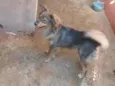 milu