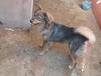 Cachorro raça SRD-ViraLata idade 7 a 11 meses nome milu