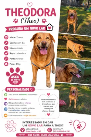 Cachorro raça Labrador idade 6 ou mais anos nome Teodora