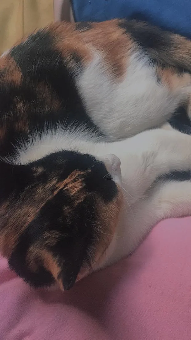 Gato raça SRD-ViraLata idade 5 anos nome Felícia