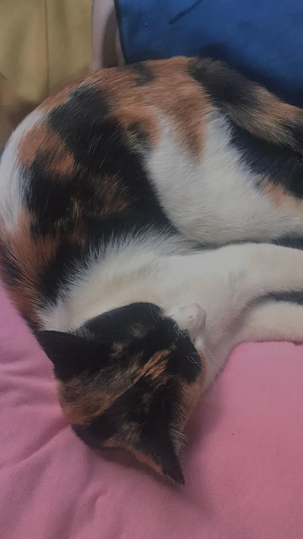 Gato raça SRD-ViraLata idade 5 anos nome Felícia