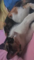 Felícia