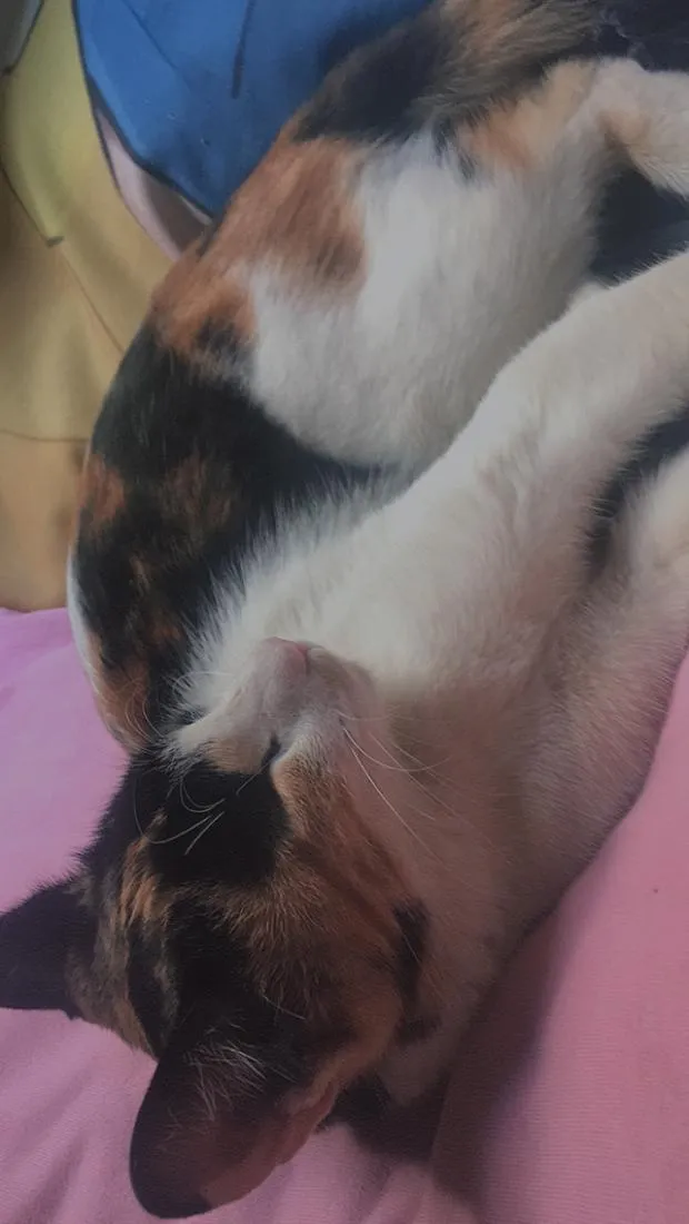 Gato raça SRD-ViraLata idade 5 anos nome Felícia