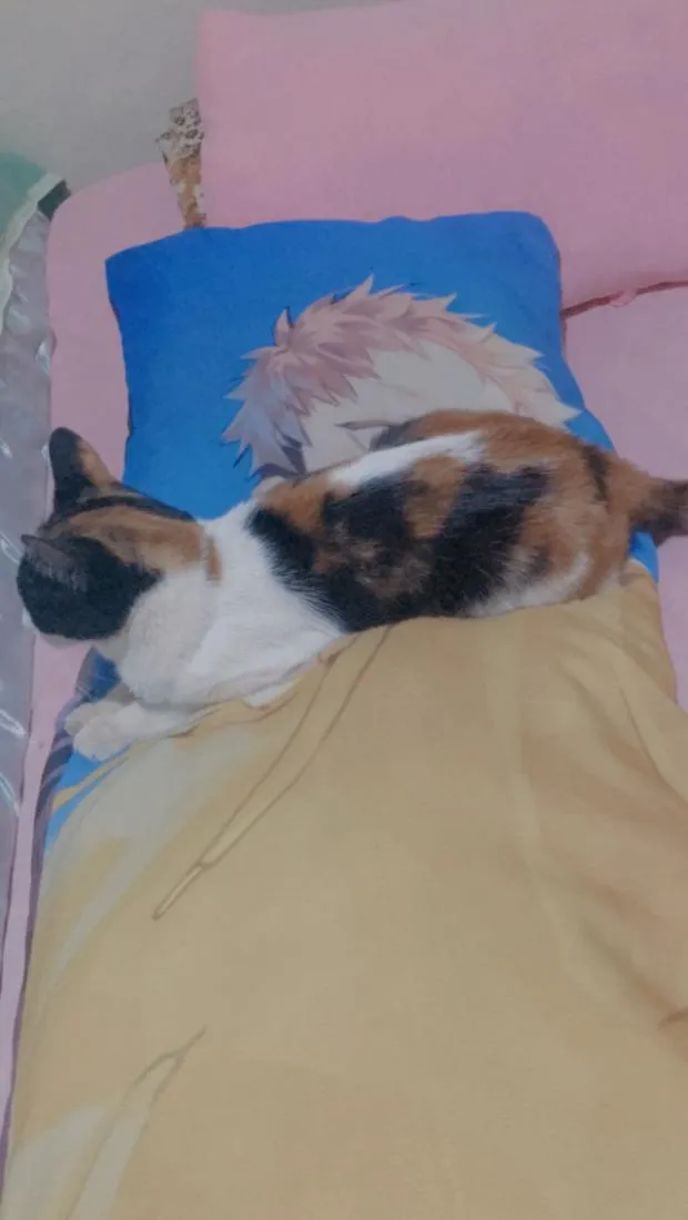 Gato raça SRD-ViraLata idade 5 anos nome Felícia