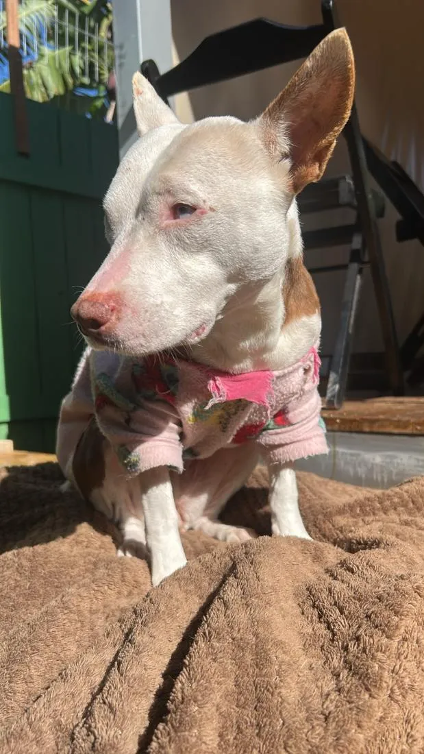 Cachorro raça SRD-ViraLata idade 5 anos nome Anne
